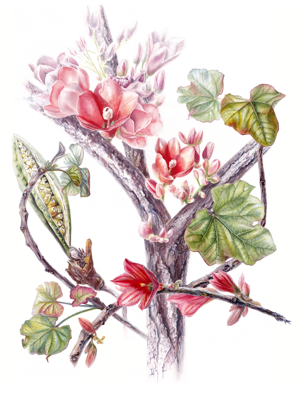 Red-Flowering Kurrajong