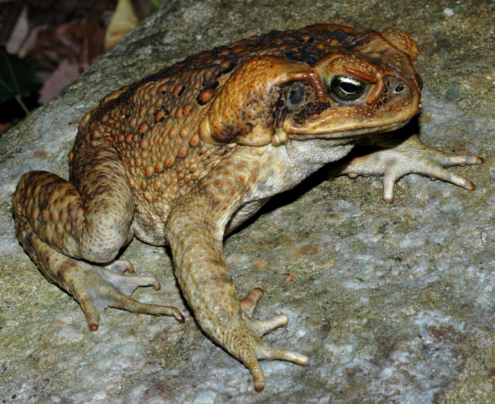 image of cane toad on a rock. Photo by: Springvale National Park